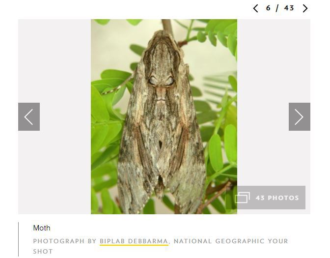 Camuflajul în lumea animală