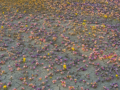 Deşertul Atacama, regiunea care înfloreşte la câţiva ani