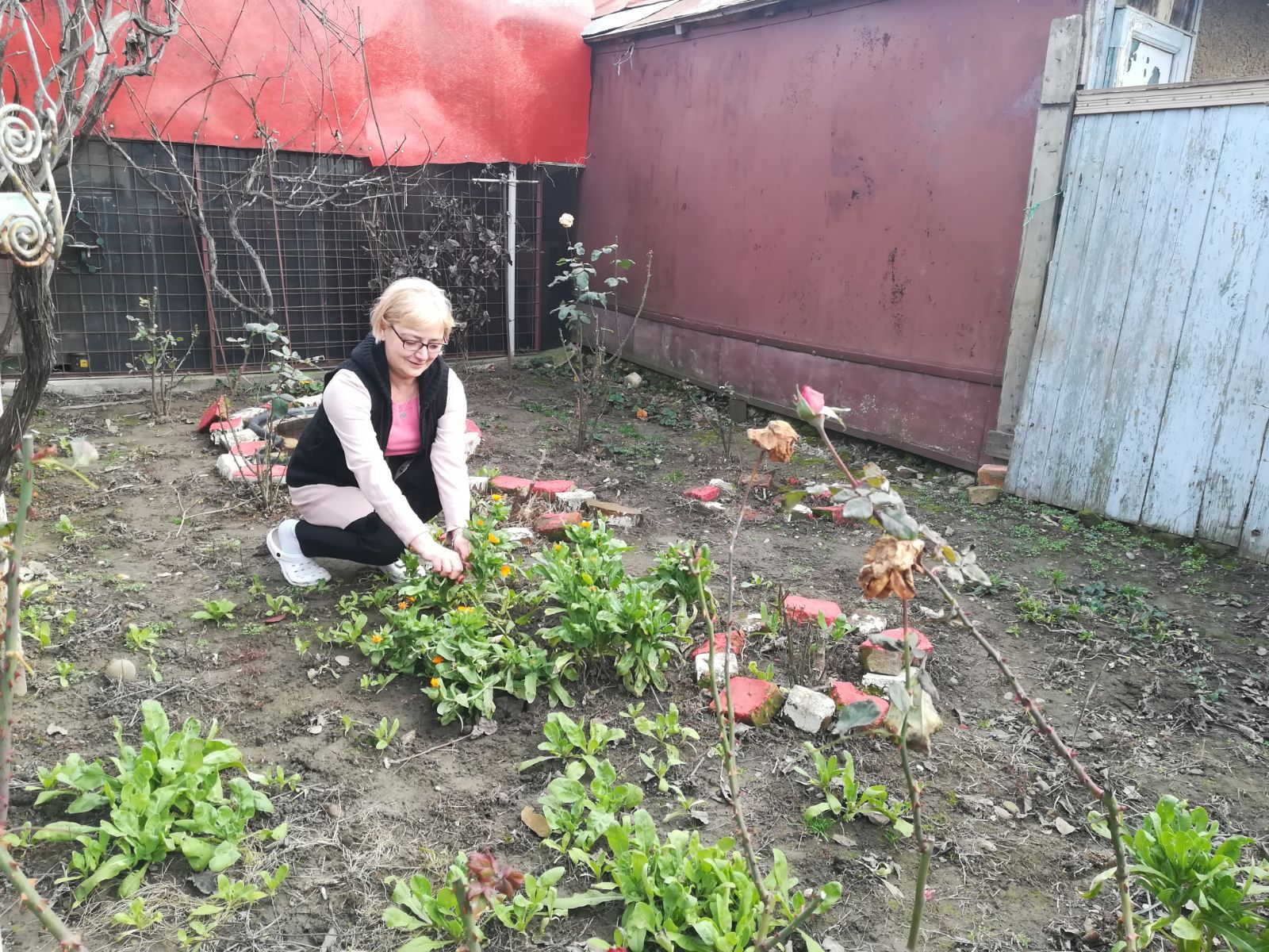 Căpşuni şi flori de primăvară, apărute în ianuarie, din cauza temperaturilor ridicate