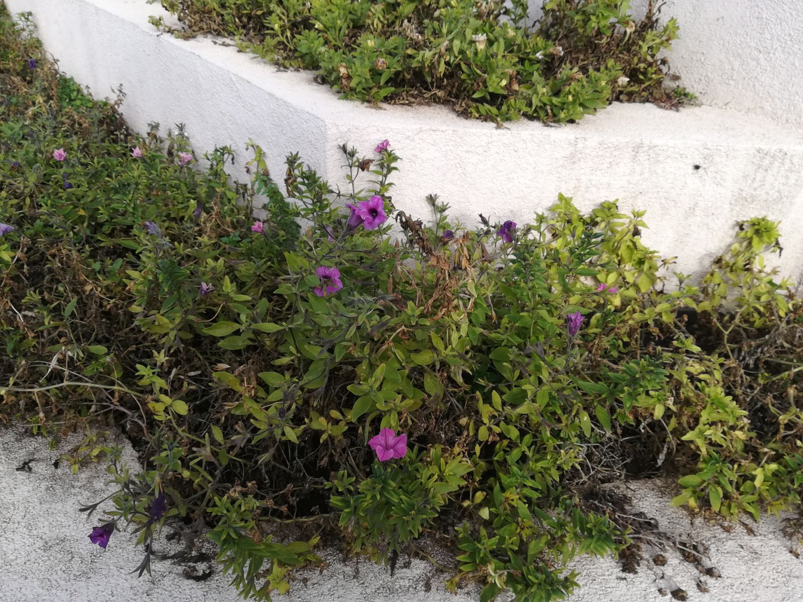 Căpşuni şi flori de primăvară, apărute în ianuarie, din cauza temperaturilor ridicate