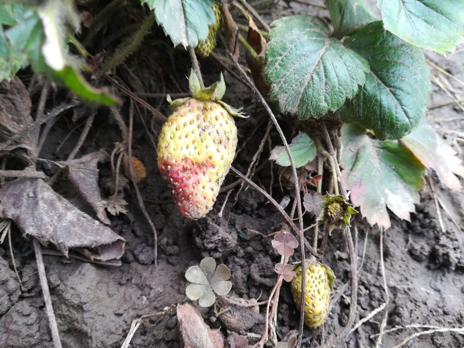 Căpşuni şi flori de primăvară, apărute în ianuarie, din cauza temperaturilor ridicate