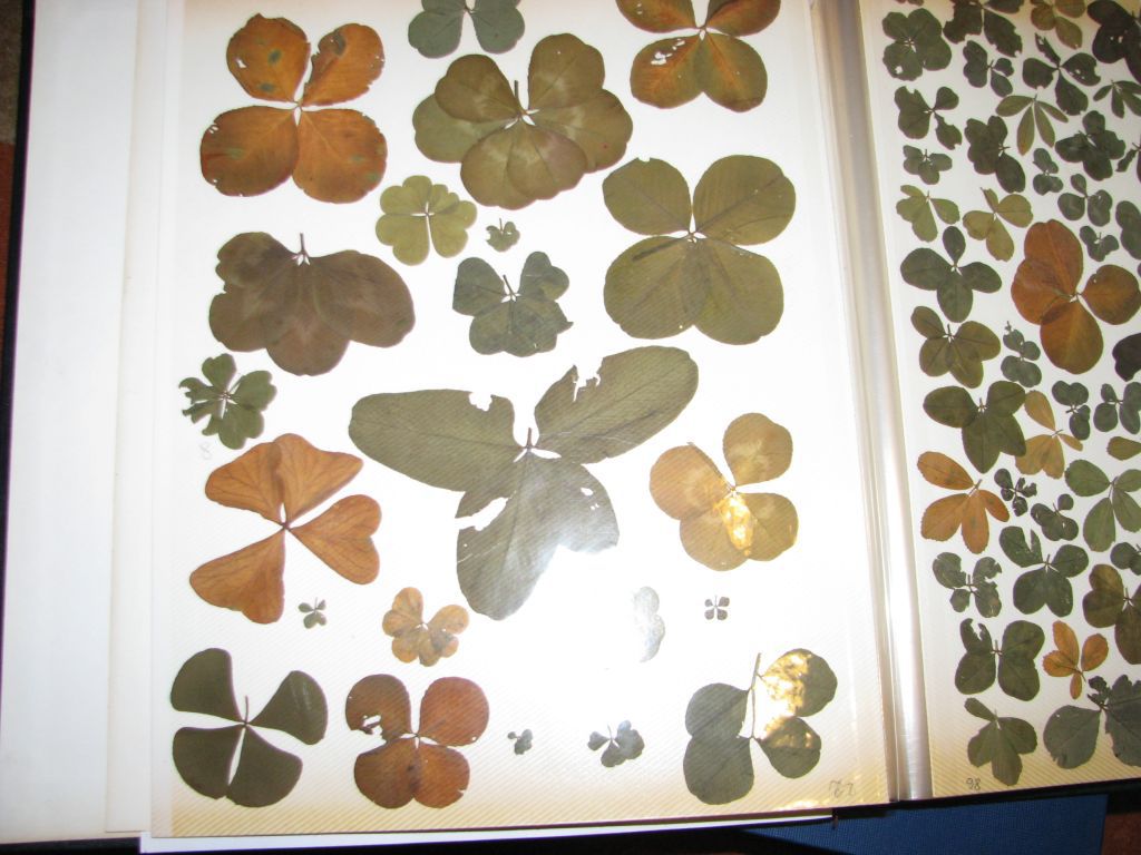 Cea mai norocoasă tânără din România. Cu o pasiune ieşită din comun, Andreea Reman a strâns 80.000 de trifoi cu patru, cinci şi chiar nouă foi