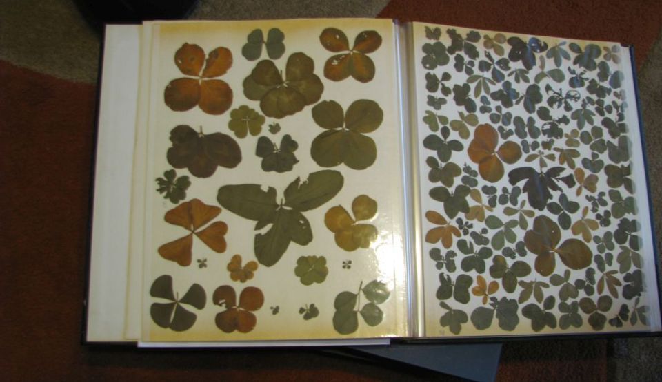 Cea mai norocoasă tânără din România. Cu o pasiune ieşită din comun, Andreea Reman a strâns 80.000 de trifoi cu patru, cinci şi chiar nouă foi