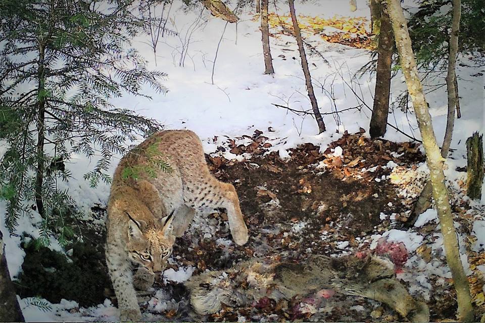 Imagini rare cu un râs observat în pădurile Avrigului