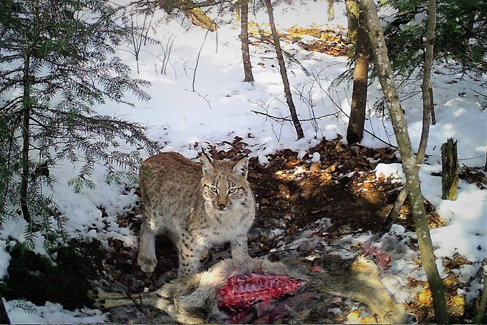 Imagini rare cu un râs observat în pădurile Avrigului