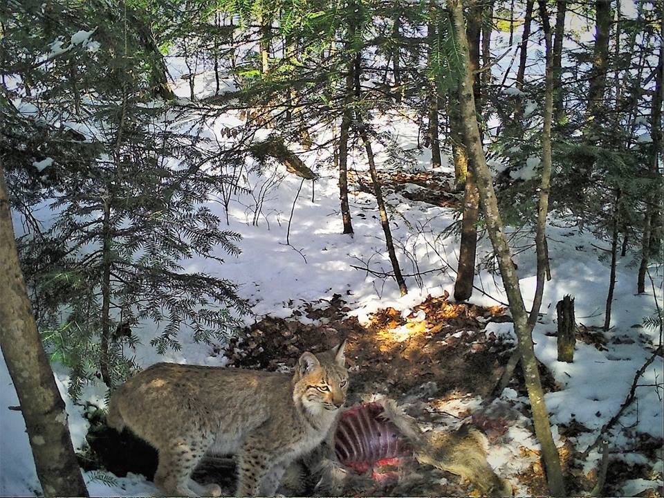 Imagini rare cu un râs observat în pădurile Avrigului
