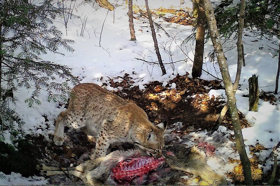 Imagini rare cu un râs observat în pădurile Avrigului