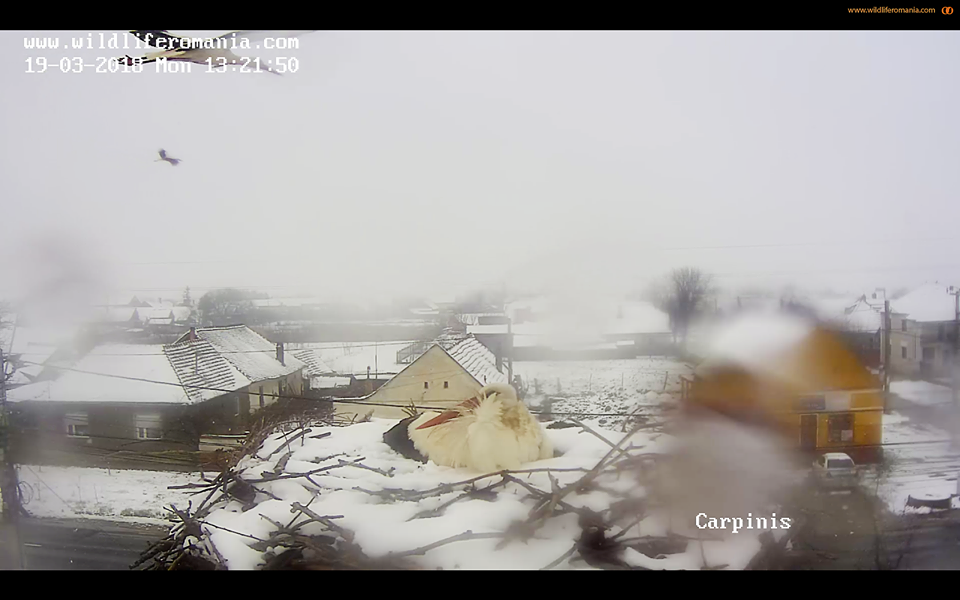 Momentul în care prima barză a aterizat într-un cuib din judeţul Timiş a fost urmărit live pe Internet