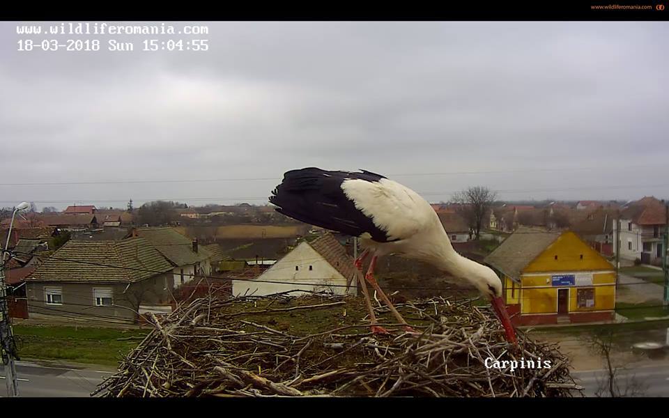 Momentul în care prima barză a aterizat într-un cuib din judeţul Timiş a fost urmărit live pe Internet