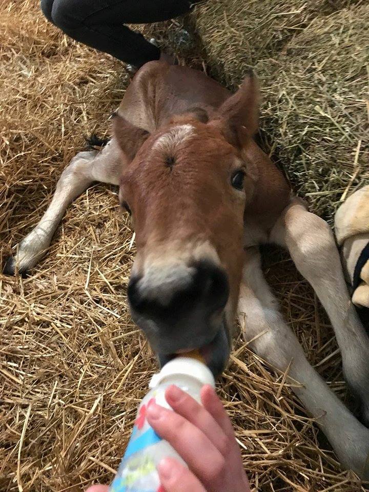 Cai şi ponei bolnavi, trataţi în singurul ”spital de cai” din Transilvania
