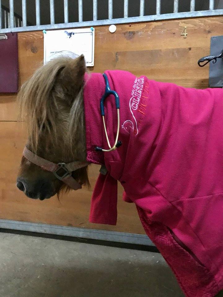 Cai şi ponei bolnavi, trataţi în singurul ”spital de cai” din Transilvania
