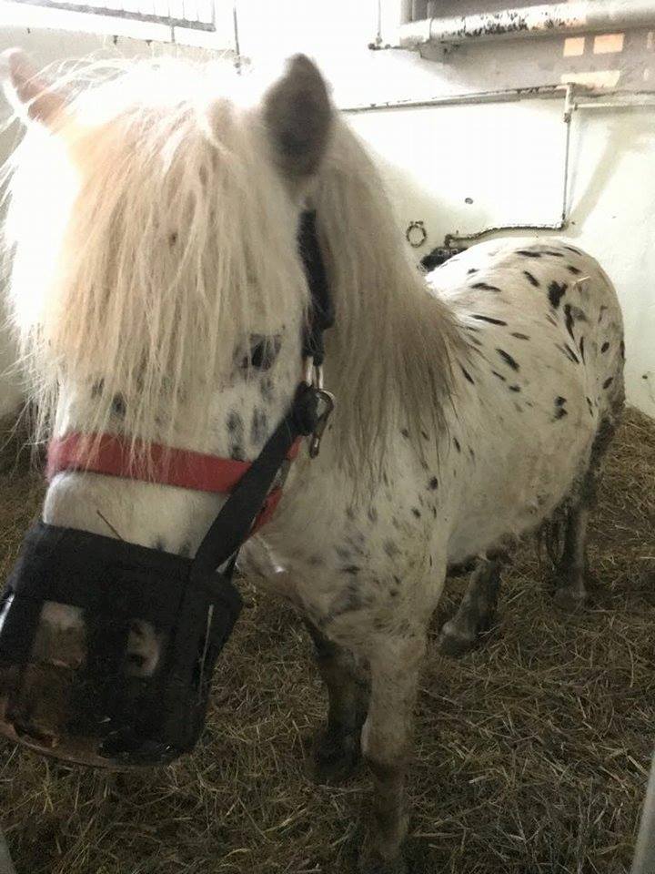 Cai şi ponei bolnavi, trataţi în singurul ”spital de cai” din Transilvania
