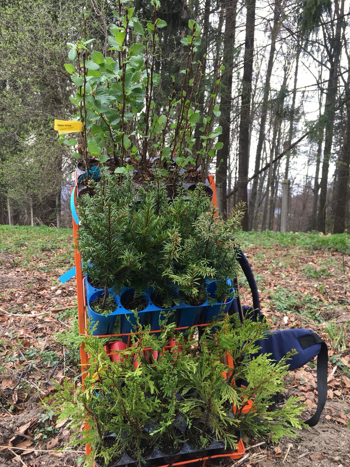 Principesa Maria a plantat mai mulţi arbori în Vulpărie, pe domeniul Regal Sinaia