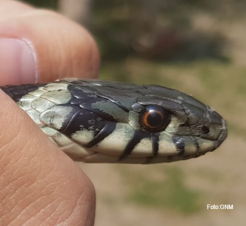 Şarpele găsit în Cişmigiu