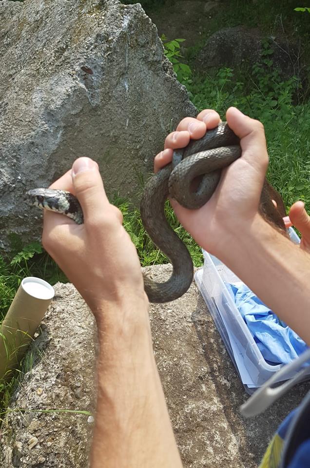 Şarpele găsit în Cişmigiu