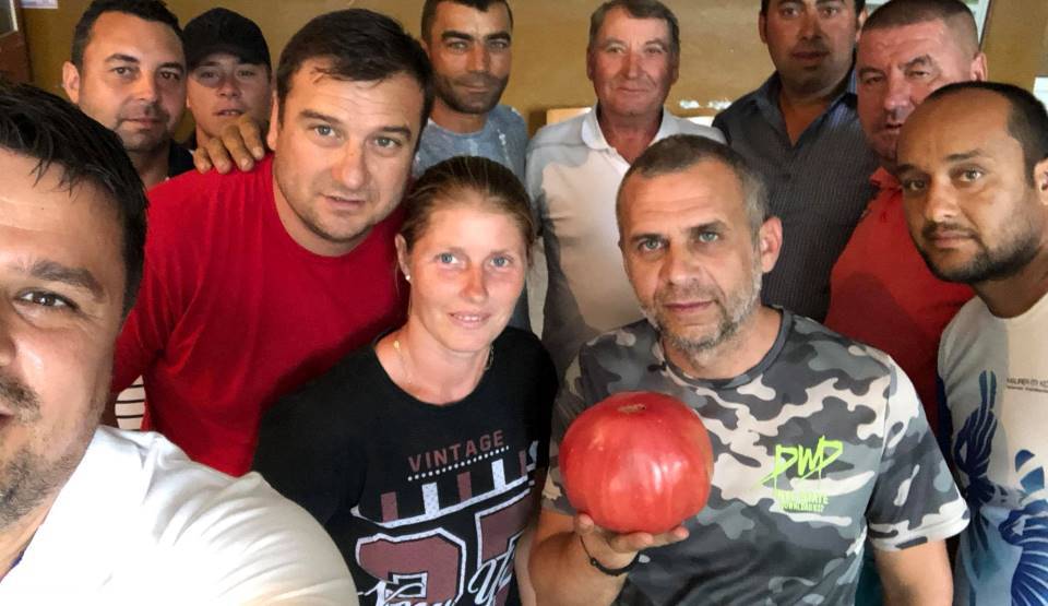 Roşie gigant în Olt