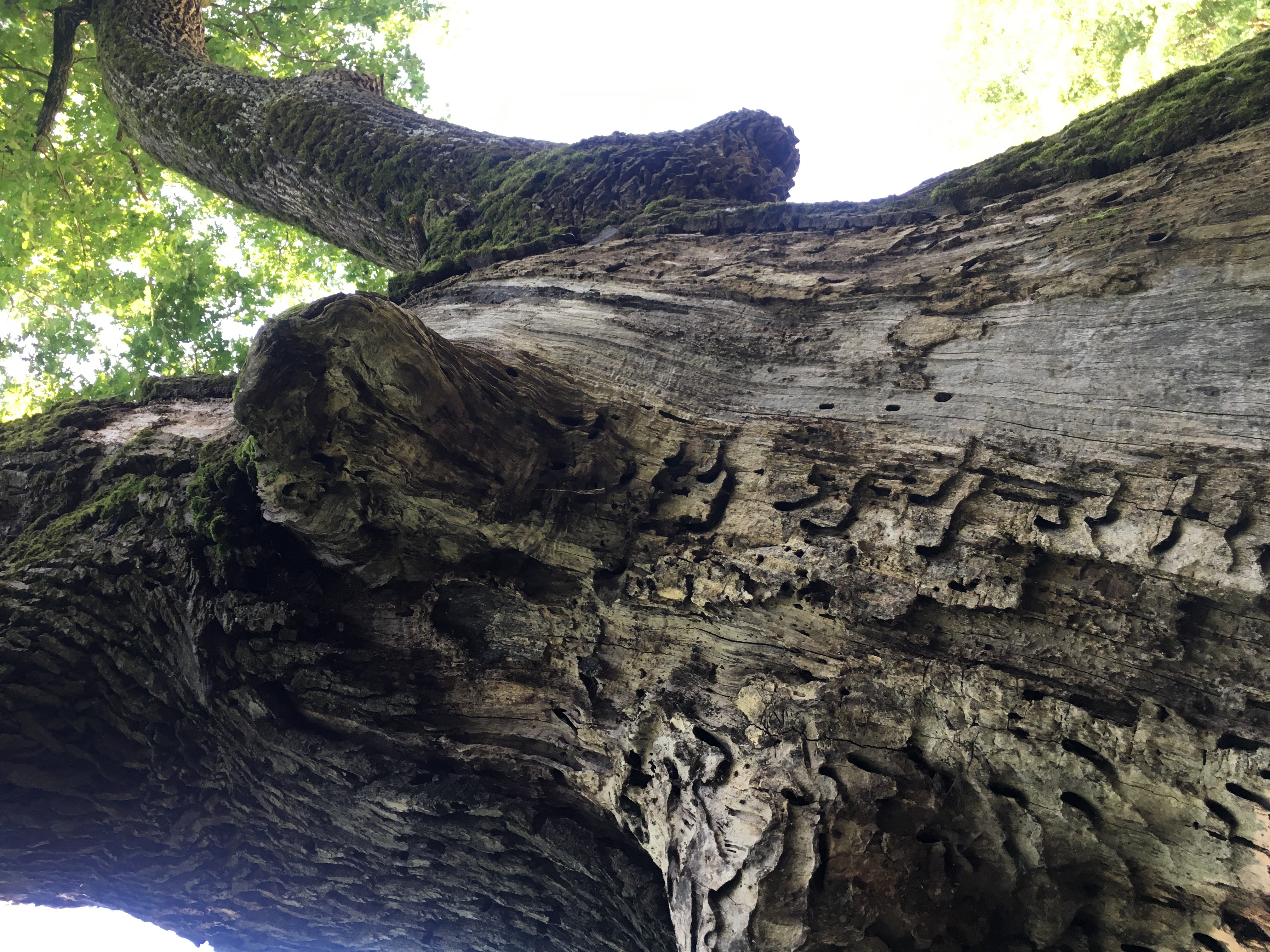 Un stejar secular din Prahova este ros de carii