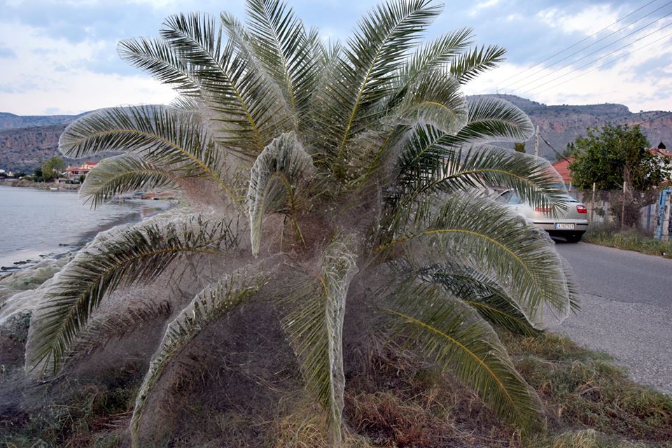 Pânză de păianjen în Grecia
