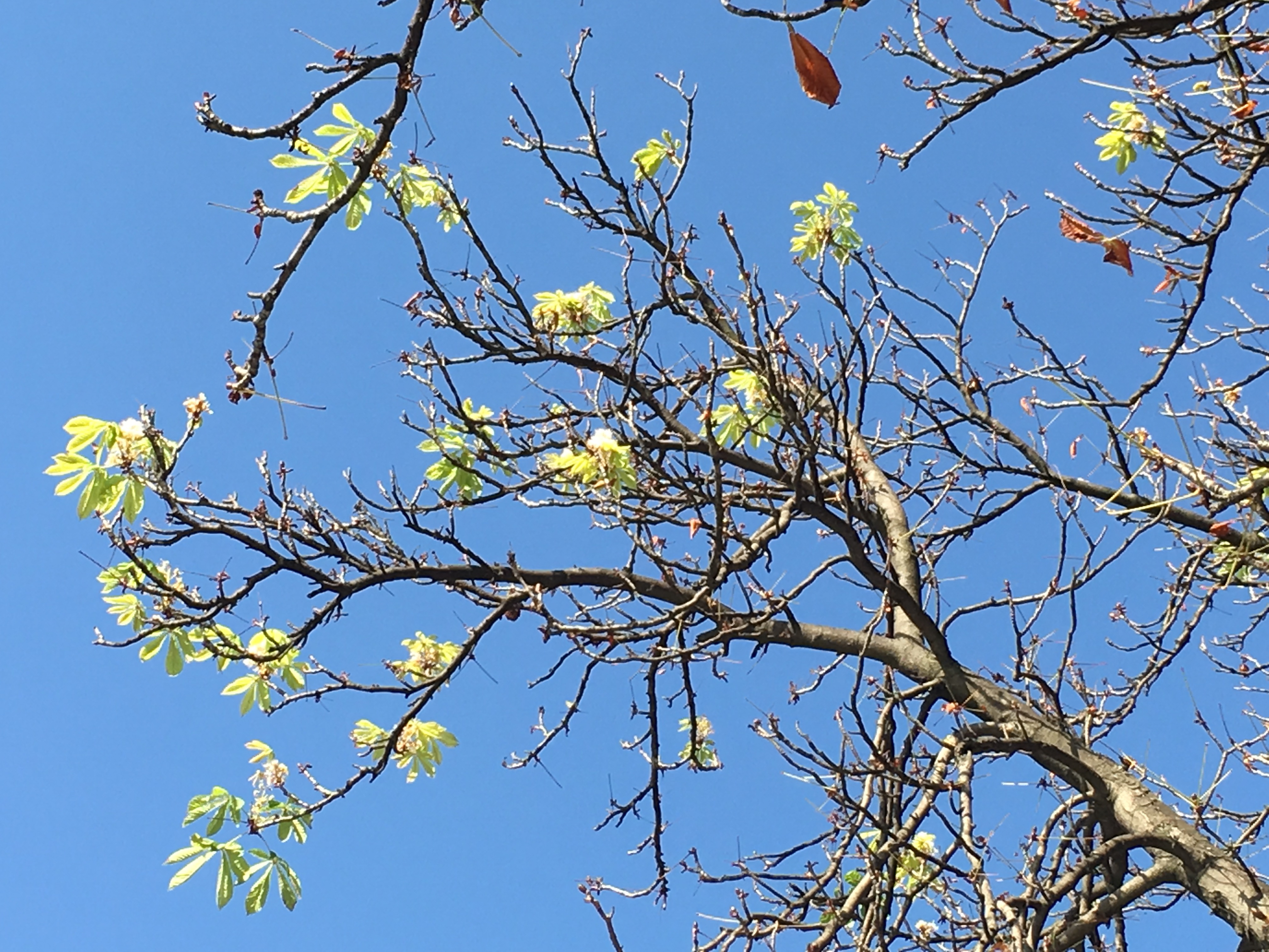 În Ploieşti, castanii au înflorit pentru a doua oară