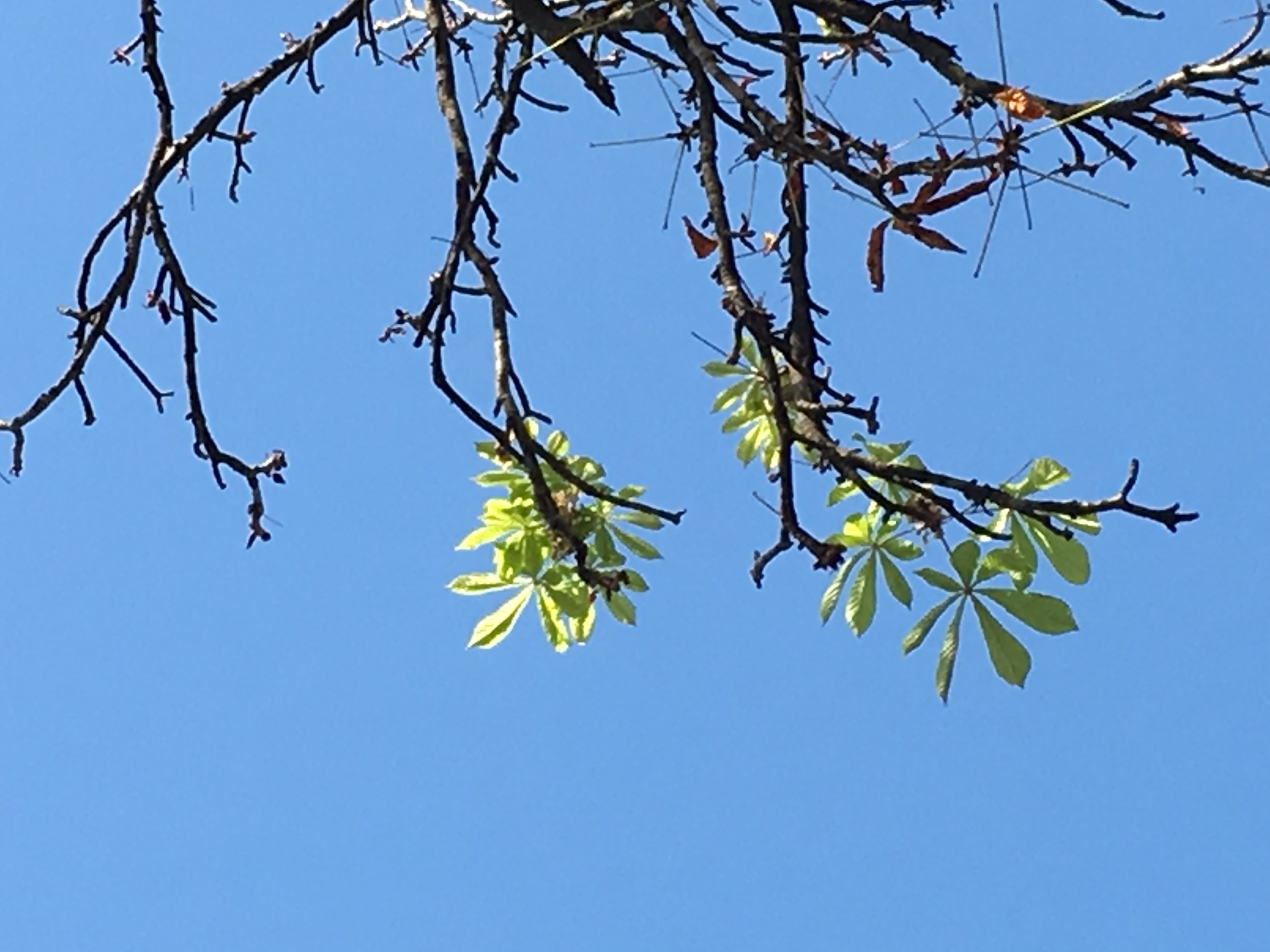 În Ploieşti, castanii au înflorit pentru a doua oară