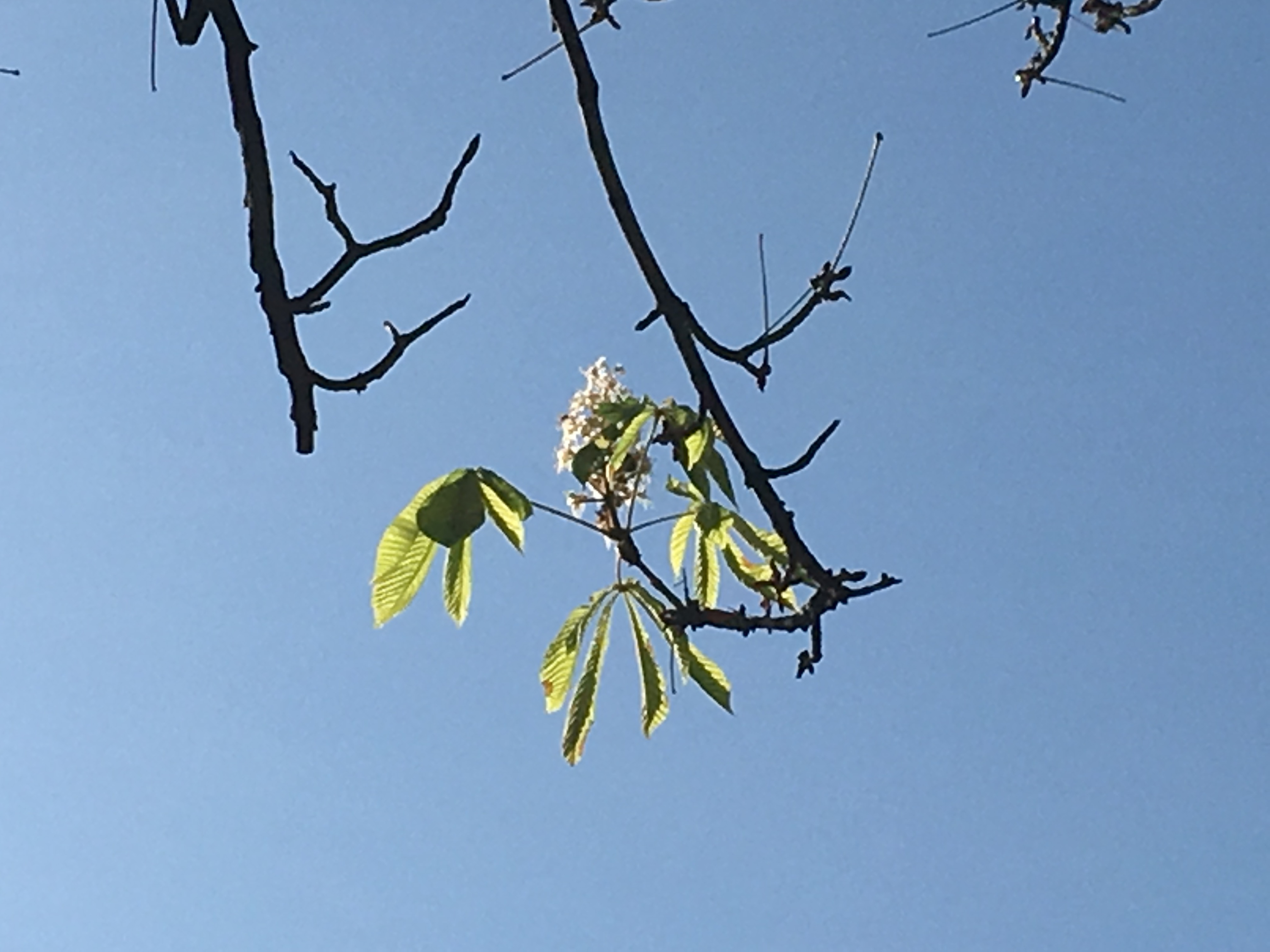 În Ploieşti, castanii au înflorit pentru a doua oară