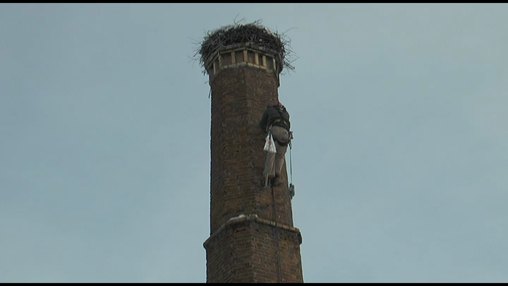 Barză rămasă în Braşov peste iarnă