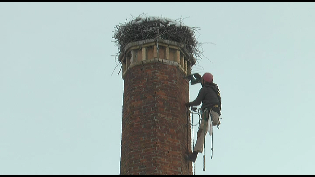 Barză rămasă în Braşov peste iarnă