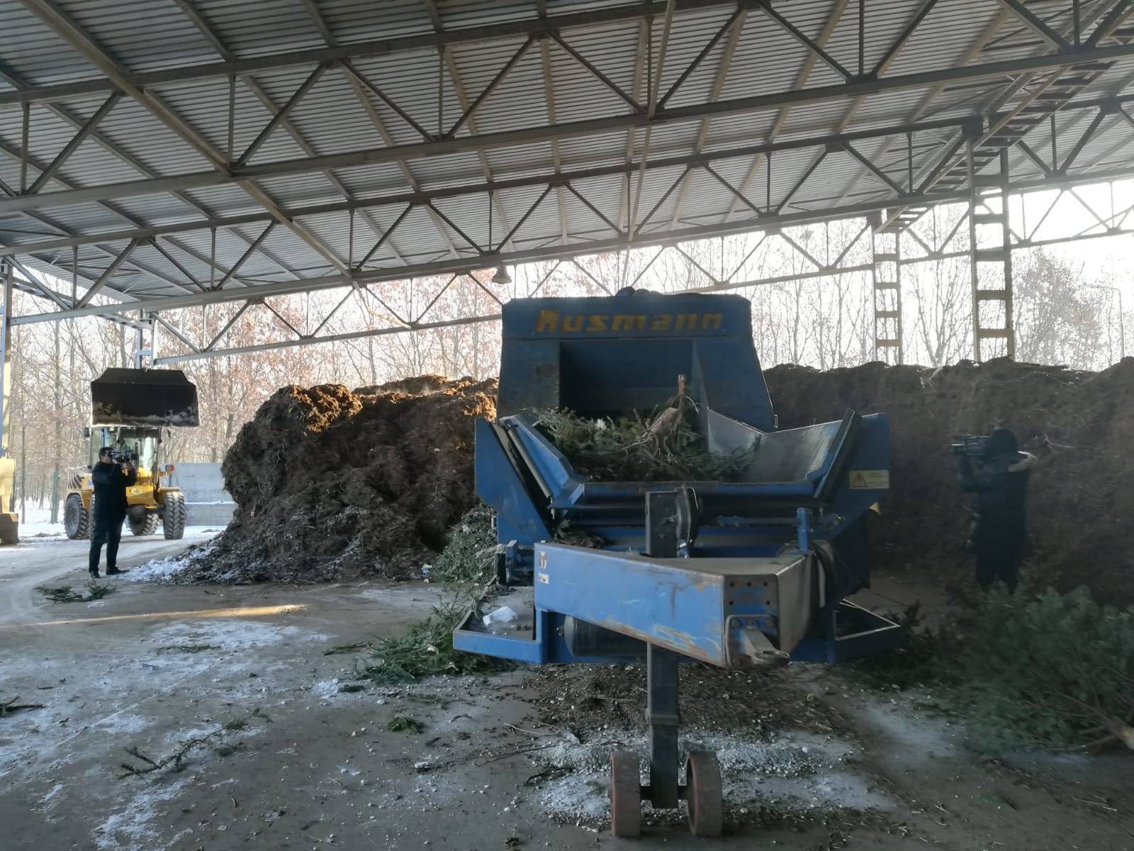 Brazi de Crăciun, reciclaţi pentru îngrăşământ