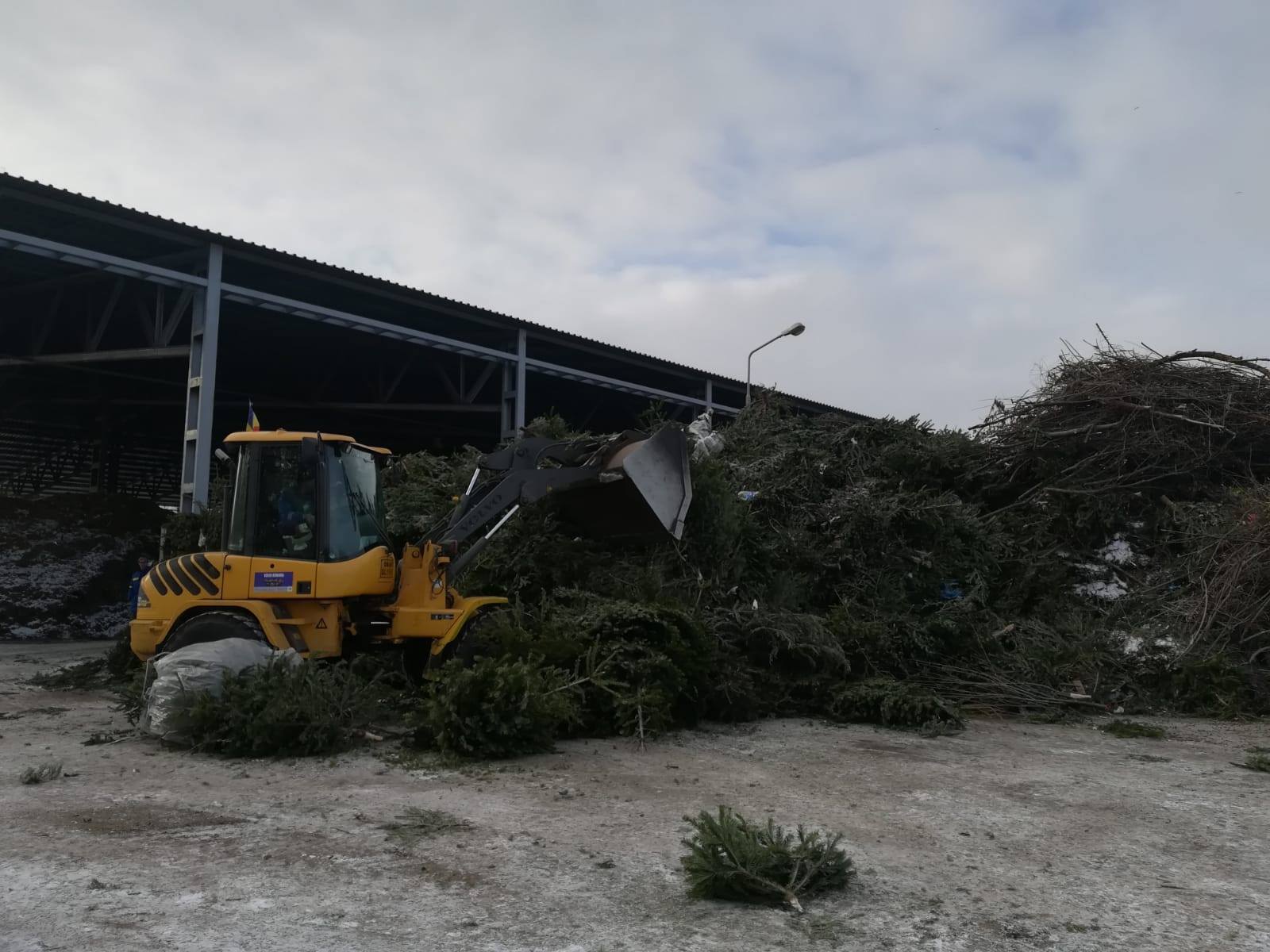 Brazi de Crăciun, reciclaţi pentru îngrăşământ