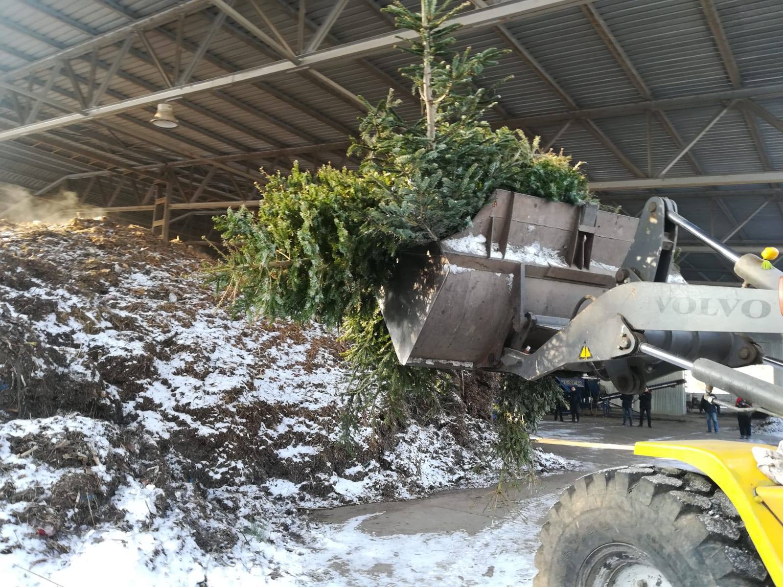 Brazi de Crăciun, reciclaţi pentru îngrăşământ
