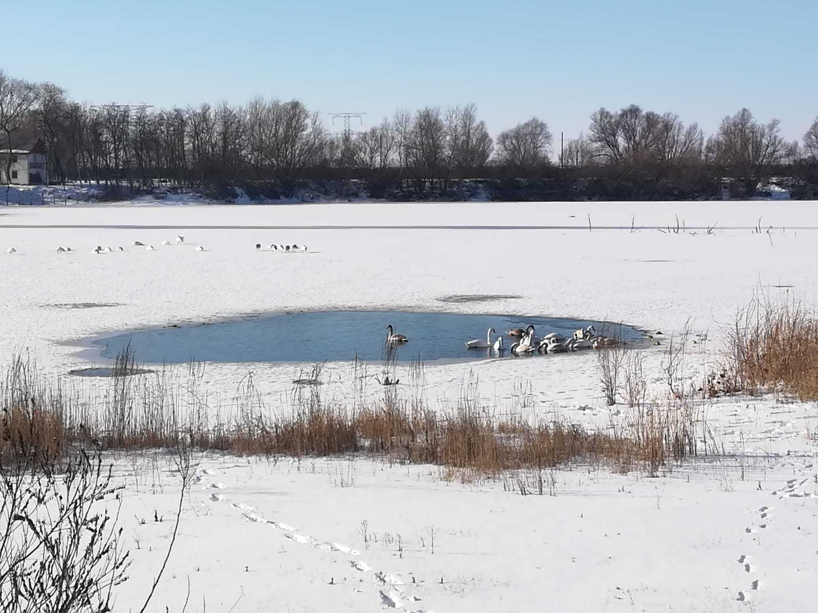 Zeci de lebede riscă să moară de foame şi de frig