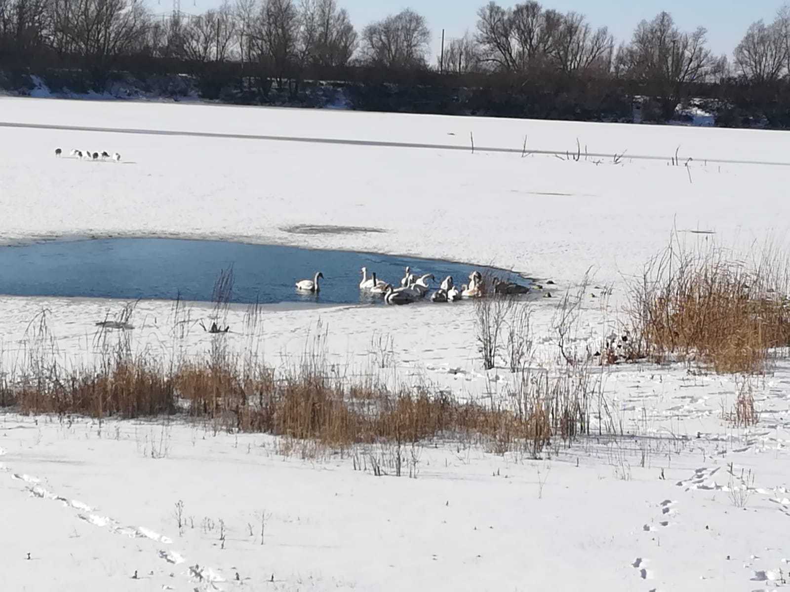 Zeci de lebede riscă să moară de foame şi de frig