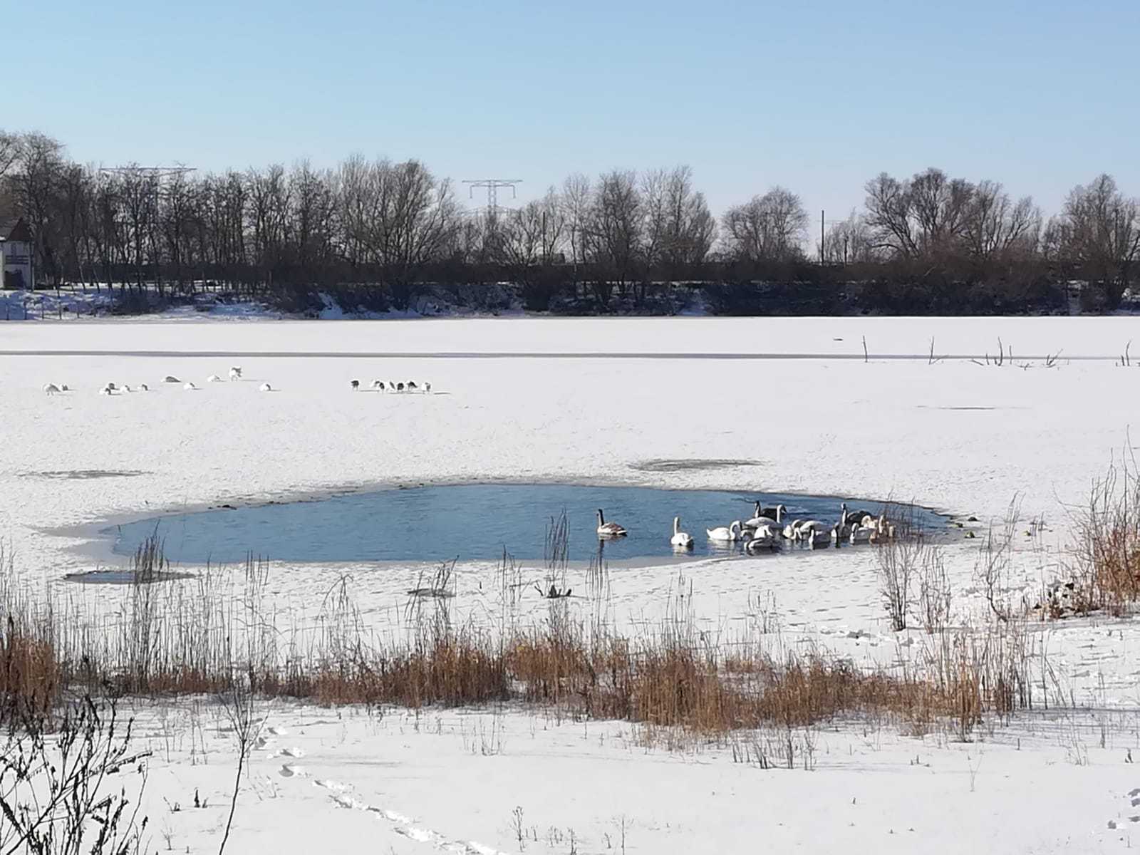 Zeci de lebede riscă să moară de foame şi de frig