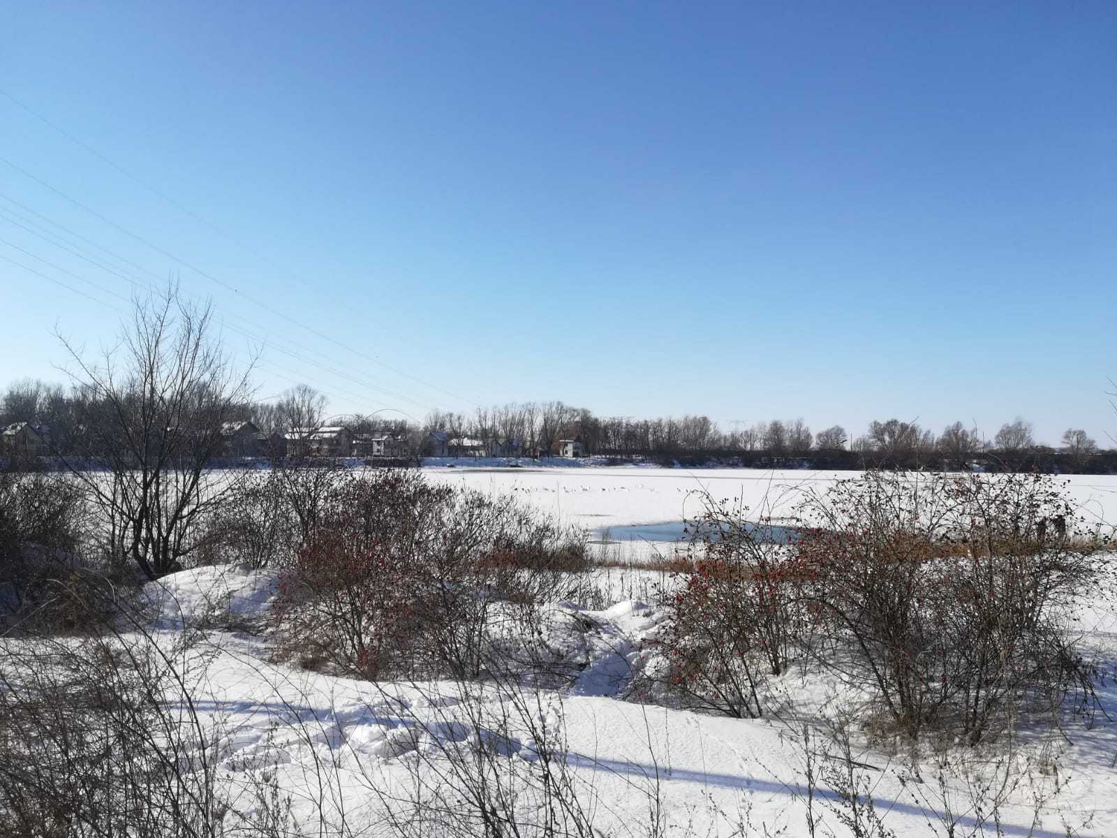 Zeci de lebede riscă să moară de foame şi de frig