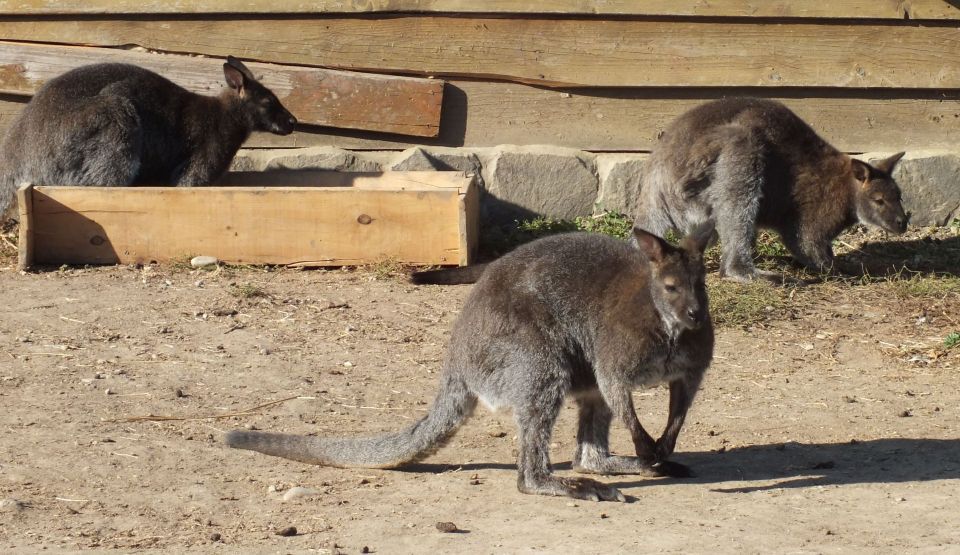 Animale noi la ZOO Oradea