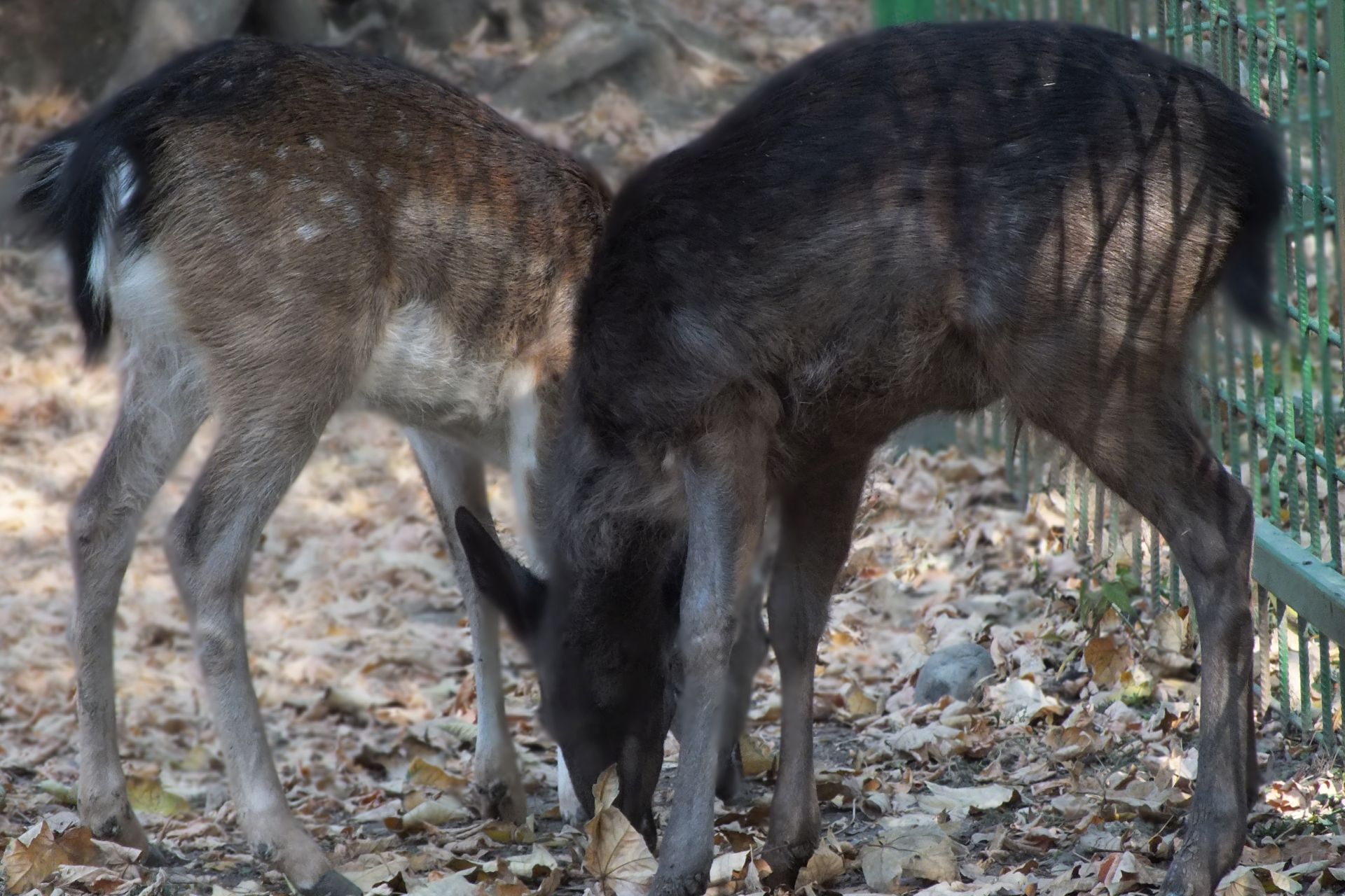Animale noi la ZOO Oradea