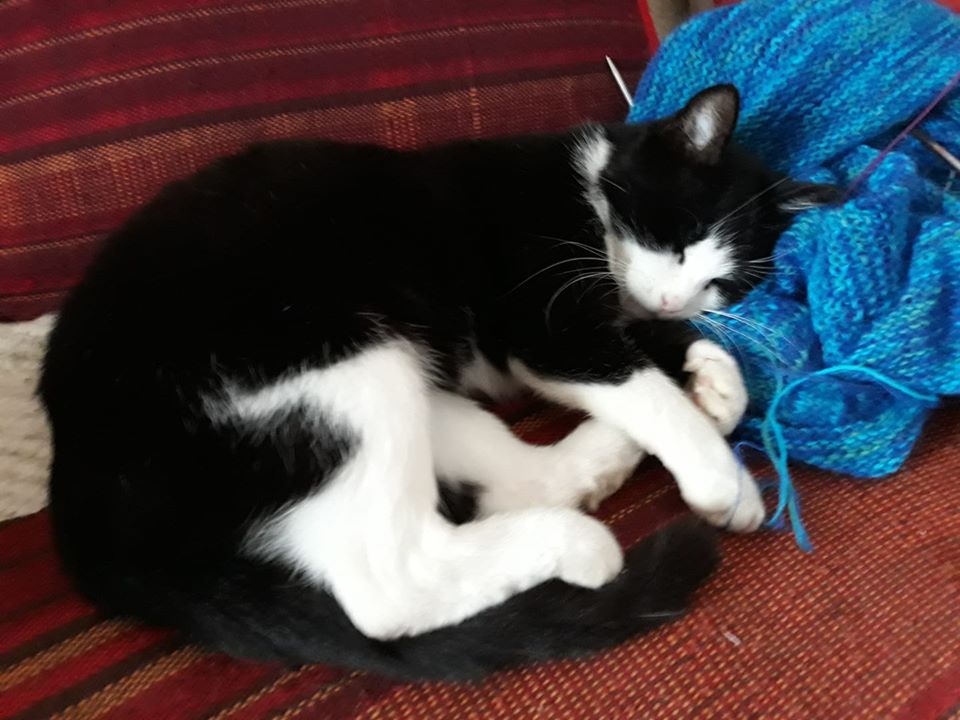 Mici, pisica vedetă în Oradea