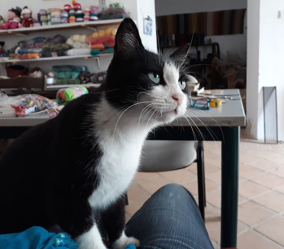 Mici, pisica vedetă în Oradea