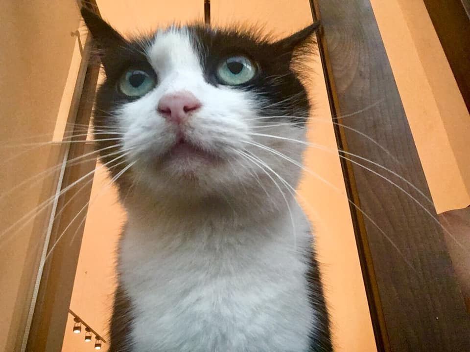 Mici, pisica vedetă în Oradea