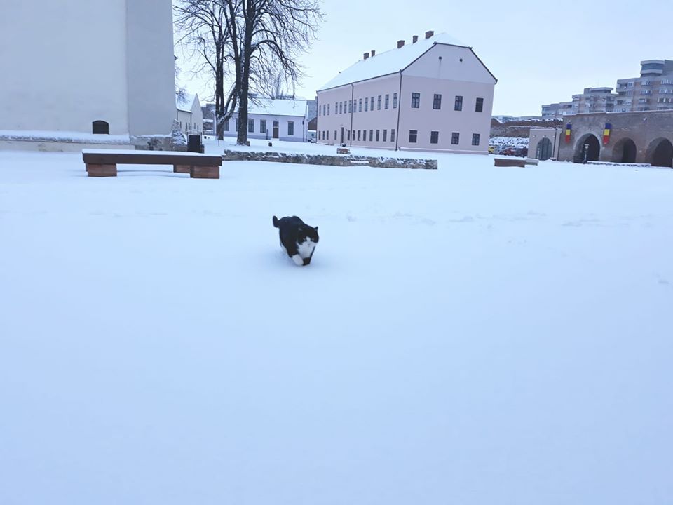 Mici, pisica vedetă în Oradea
