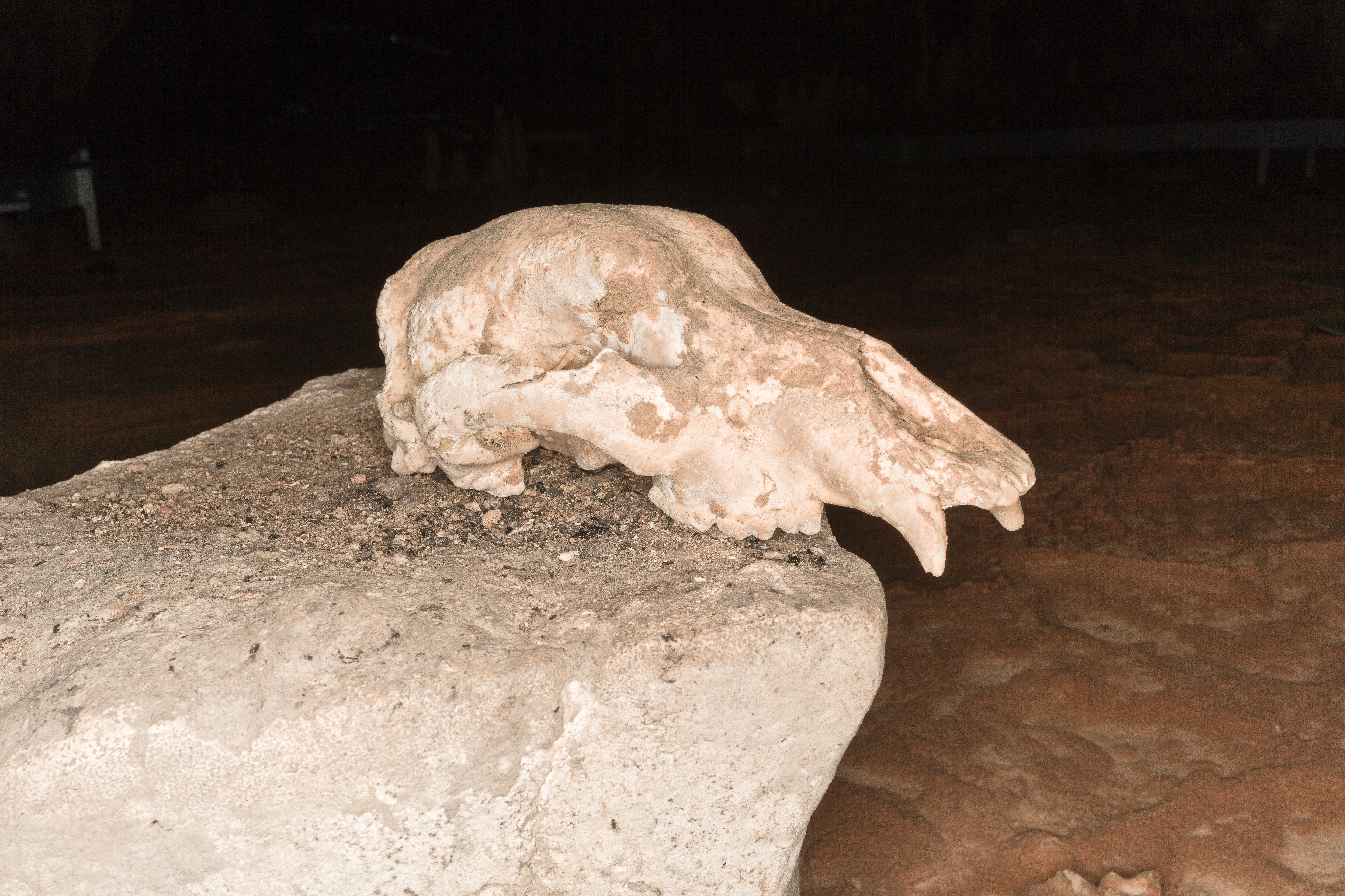 Peştera Chauvet, în imagini